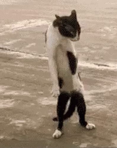 dance cat gif|cute animated cat gif dancing.